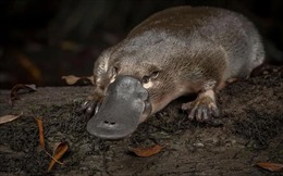 Loài thú mỏ vịt độc đáo ở Australia bên bờ tuyệt chủng