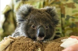 Hơn 100 loài động vật bản địa cần hỗ trợ khẩn cấp sau cháy rừng ở Australia
