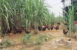 Bắc Ninh khống chế, không để lây lan dịch cúm gia cầm