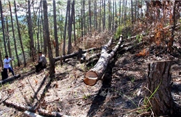 &#39;Nóng&#39; tình trạng phá và rao bán đất rừng ở Phi Liêng, Lâm Đồng