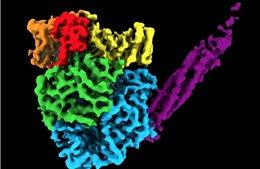 Mô hình 3D cấu trúc nguyên tử của nhóm virus gây bệnh truyền nhiễm 