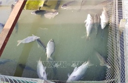 Khẩn trương di dời các bè nuôi cá trên khu vực sông Cái Vừng