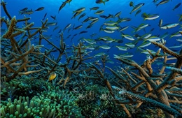 LHQ thông qua văn bản về thỏa thuận lịch sử bảo vệ đại dương