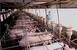 Bộ trưởng Nguyễn Xuân Cường: Từ ngày 1/4 sẽ đưa giá thịt lợn hơi xuống 70.000 đồng/kg