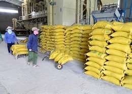 Đảm bảo đủ tiêu dùng trong nước và xuất khẩu trên 6,5 triệu tấn gạo