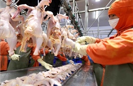 Sẵn sàng các điều kiện để xuất khẩu thịt gà sang Nga