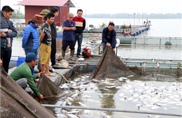 Xác định nguyên nhân hơn 100 tấn cá lồng chết tại Hải Dương