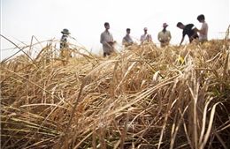 Gần 1.600 ha lúa tại Kiên Giang bị ảnh hưởng nặng nề do hạn, mặn