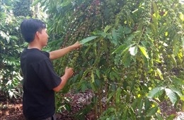 Trên 900 ha cà phê chè ở Lâm Đồng bị bọ xít muỗi tấn công