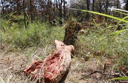 Điều tra, làm rõ vụ khai thác gỗ trái pháp luật ở Gia Lai