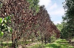 Trên 700 ha rừng trồng tại Tây Ninh bị thiệt hại do nắng hạn kéo dài