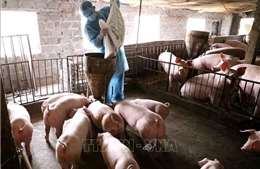 Tái đàn lợn an toàn theo hướng giám sát dịch tận gốc