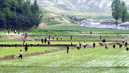 Triều Tiên kêu gọi toàn dân tăng cường sản xuất lương thực
