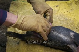  Xuất hiện bệnh dịch tả lợn châu Phi tại Sơn La