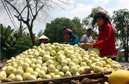 Giải pháp mới giúp nông dân tăng thu nhập ở U Minh Thượng 