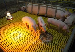 Quảng Ngãi bố trí hơn 41 tỷ đồng hỗ trợ thiệt hại do dịch tả lợn châu Phi 