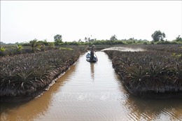 Từ ngày 11-20/5, xâm nhập mặn ở Đồng bằng sông Cửu Long vẫn ở mức cao