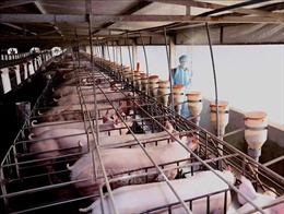 Hậu dịch tả lợn châu Phi: Cơ hội để ngành chăn nuôi tái cơ cấu toàn diện