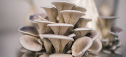 Trung Quốc công bố phát hiện mới về nguồn gốc của nấm sò