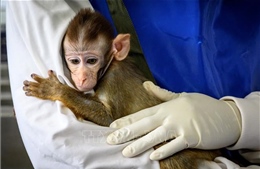 Thái Lan tiếp tục thử nghiệm vaccine phòng, chống COVID-19 trên loài khỉ  