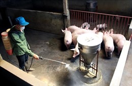 Phòng, chống dịch tả lợn châu Phi trước nguy cơ tái phát cao