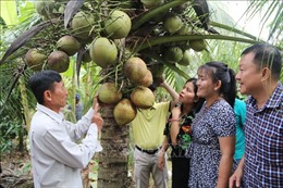 Nâng cao giá trị cho đặc sản dừa sáp Trà Vinh