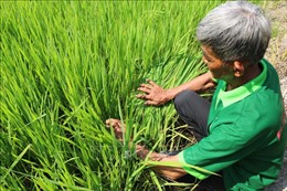 Nông dân dễ gặp rủi ro khi sử dụng giống lúa Thiên Đàng