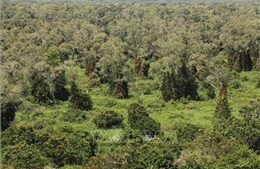 Mưa to liên tiếp giúp giảm nguy cơ cháy rừng ở Cà Mau