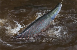 Phát hiện hàm lượng thủy ngân độc hại trong cá tại khu vực Amazon