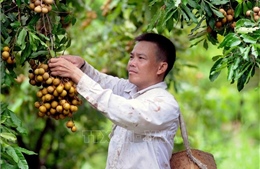 Áp dụng kỹ thuật mới, chuyển đổi cơ cấu cây trồng để làm giàu