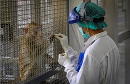 Thái Lan thử nghiệm thành công vaccine ngừa COVID-19 trên khỉ và chuột
