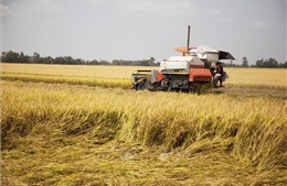 Thành tựu 75 năm phát triển kinh tế: Nông nghiệp là nền tảng, trụ đỡ