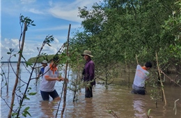 Việt - Hàn chung sức phục hồi rừng ngập mặn 