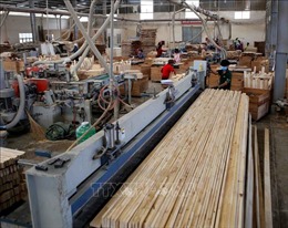 Bộ Tài chính có ý kiến về việc áp dụng mã HS với gỗ cao su xuất khẩu dạng tấm