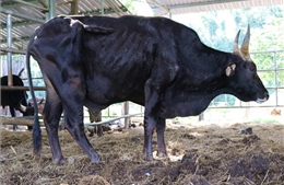 Đàn bò tót lai tại Vườn Quốc gia Phước Bình &#39;kêu cứu&#39;
