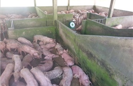 Phát hiện và kịp thời tiêu hủy lợn nhiễm dịch tả châu Phi