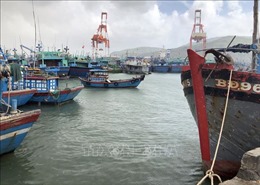 Bình Định công bố 2 cảng cá loại II