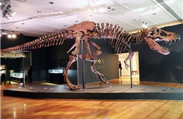 Mẫu hóa thạch khủng long bạo chúa T-Rex được bán với giá kỷ lục 31,8 triệu USD