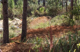 Cưỡng chế, thu hồi 3.600 m2 đất rừng bị lấn chiếm tại Đà Lạt 