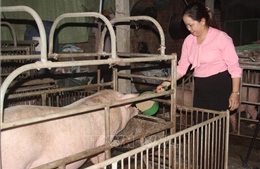 Chính sách cho vay tái đàn lợn phát huy hiệu quả