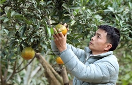 Anh Lò Văn Thơm đi đầu trong phong trào nông dân phát triển kinh tế