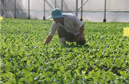Liên kết sản xuất nông nghiệp ứng dụng công nghệ cao ở Bà Rịa-Vũng Tàu 