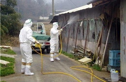 Dịch cúm gia cầm đã xuất hiện tại 12 tỉnh của Nhật Bản 