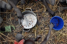 WFP cảnh báo về một &#39;đại dịch đói&#39; tồi tệ hơn đại dịch COVID-19