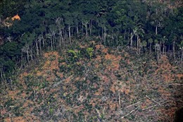 Nạn phá rừng tại Brazil tăng lên mức cao nhất trong 12 năm qua
