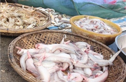 Ngư dân Hà Tĩnh trúng mùa cá cháo đặc sản