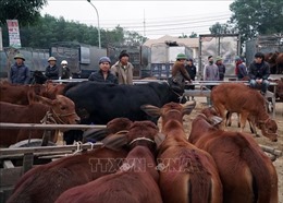 Nhộn nhịp phiên chợ trâu, bò lớn nhất vùng Bắc Trung Bộ