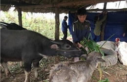 Bảo vệ sức khỏe người dân và đàn gia súc ở vùng núi khi nhiệt độ xuống thấp