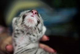 Hổ trắng hiếm có chào đời tại vườn thú Nicaragua
