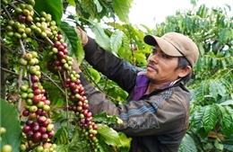 Thị trường nông sản tuần qua: Giá cà phê tăng trở lại